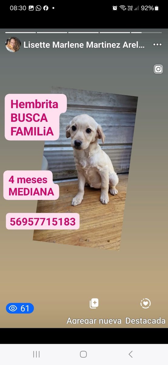 Difundo: linda hembrita , cuatro meses aprox, tamaño mediano , busca hogar #santiago rt