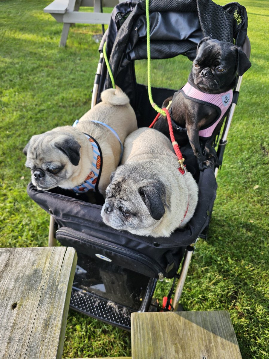 mrwugglythepug's tweet photo. Our last dinner @pugcamp #pugs #yummy #fawnpug #blackpug #food https://t.co/hO5x8ATVC9