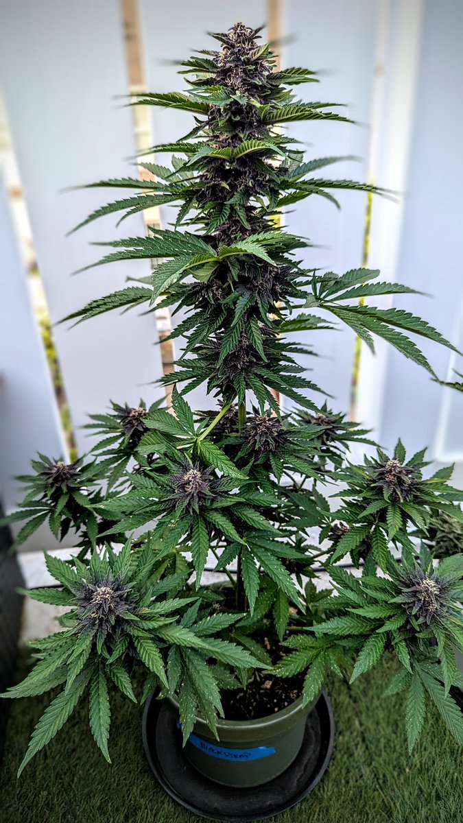 SmashGrows's tweet photo. My outdoor #BlackStrapAuto in a little pot. Can't wait to see how these turn out and the outdoor indoor difference.
#SmashGrows #GrowYourOwn #growmies #Mmemberville https://t.co/sTEgThV3AW