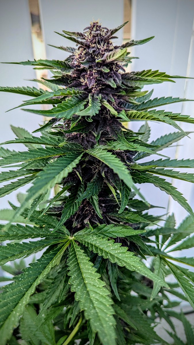 SmashGrows's tweet photo. My outdoor #BlackStrapAuto in a little pot. Can't wait to see how these turn out and the outdoor indoor difference.
#SmashGrows #GrowYourOwn #growmies #Mmemberville https://t.co/sTEgThV3AW
