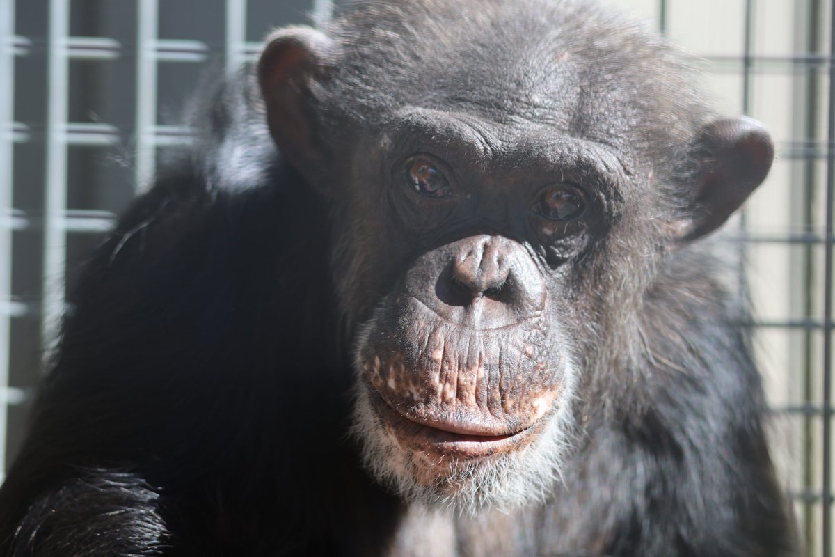 Dora's 36th Birthday Bash -  chimpsnw.org/2025/06/doras-…