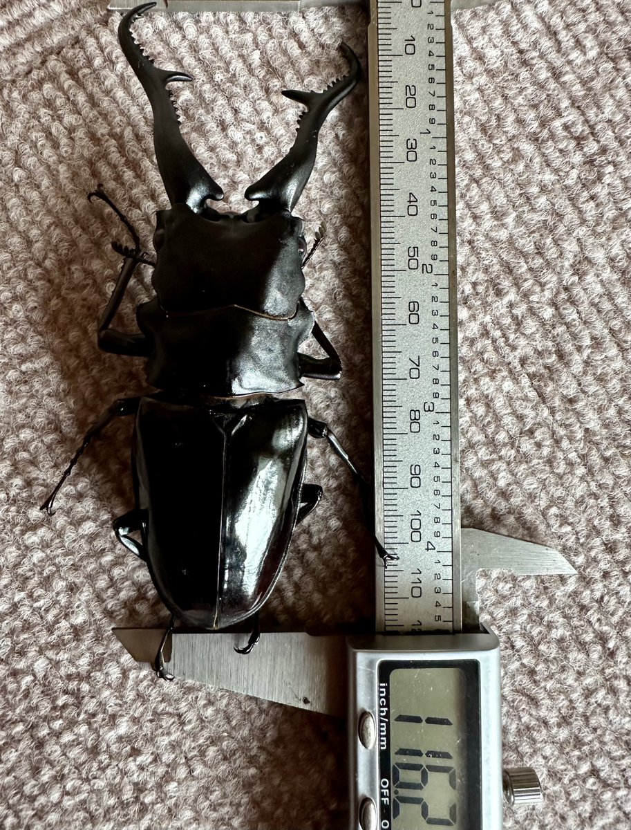 Eo5rU's tweet image. ダイスケギラファ 今期の結果発表
116㎜、112㎜、111㎜、♀54㎜の計4匹
イヤイヤモード発動で暴れてまとも写真撮れてないけど116㎜、縮んでも115ミリupは確定なで目標達成です🥹
デカいけど華奢じゃない顎とボディーで満足
次回目標は幼虫いっぱい産ませる😅