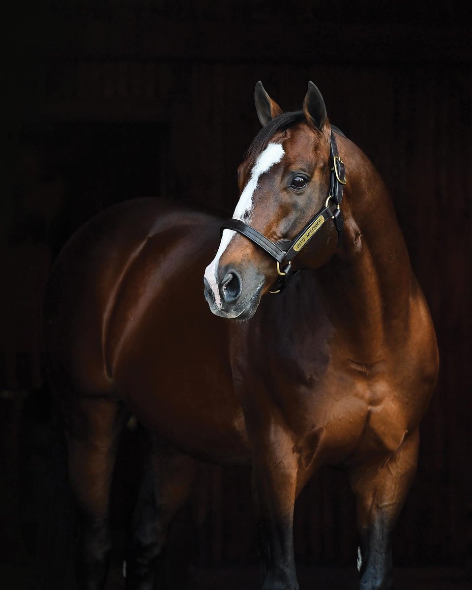 El Rey INTO MISCHIEF toma vuelo y se escapa en la Estadística General de Sementales en Norteamérica. Esta temporada ganará dicha Estadística por séptimo año consecutivo <a href="/spendthriftfarm/">Spendthrift Farm</a>