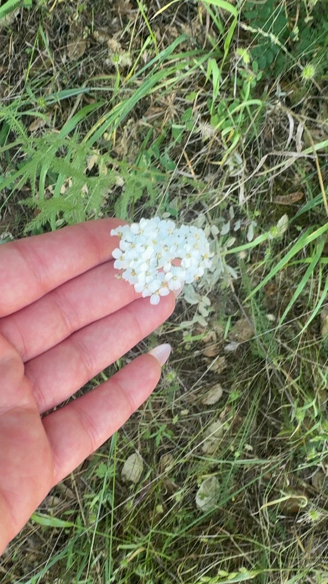 _deedianaa's tweet photo. I hike weekly now and my new obsession is taking pictures of all the pretty flowers I see https://t.co/LxufNr2d5V