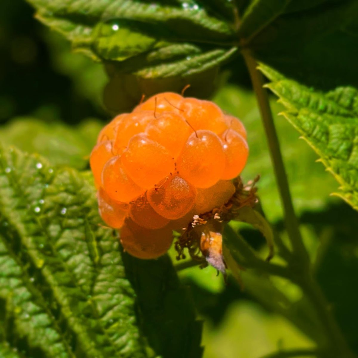 Here  they come. There’s a revolution growing, and also a whole lot of raspberries. Strength and safety to the brave peeps in LA and around the  nation.