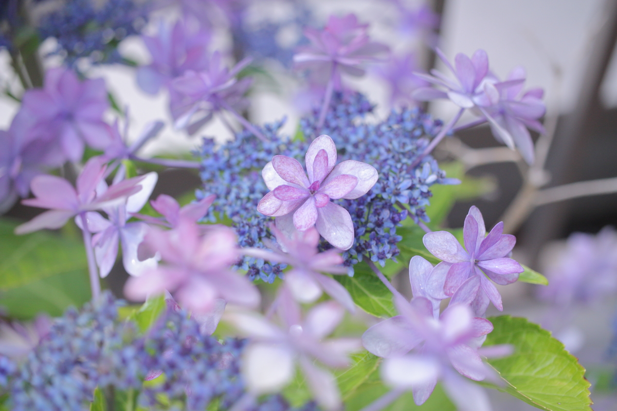 我が家の紫陽花。紫と青の大好きなグラデーション。
#花の写真