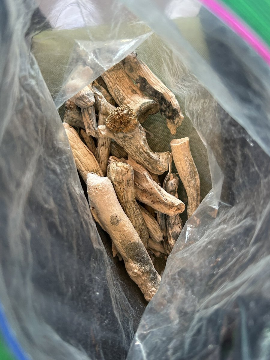 Peron_i's tweet image. Let’s have a day 

🥩🍄