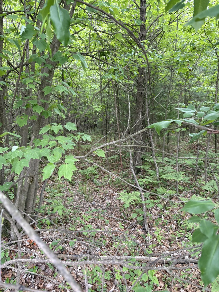 Fixin to find me a Sasquatch