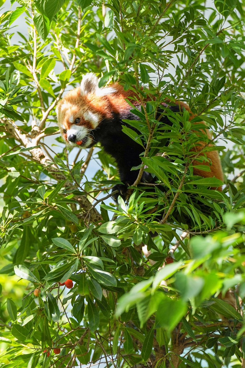 AKINORRIRSHIXIA's tweet photo. 2025.06.07 SAT ☀️|☁️
パンダのもり
ヤマモモを頬張るルカ🍑
英名:#Lesser_panda
和名:#レッサーパンダ
学名:#Ailurus_fulgens
名前:#Luke #ルカ
場所:#Ueno_Zoological_Gardens
#上野動物園 https://t.co/dyZL16VYDP