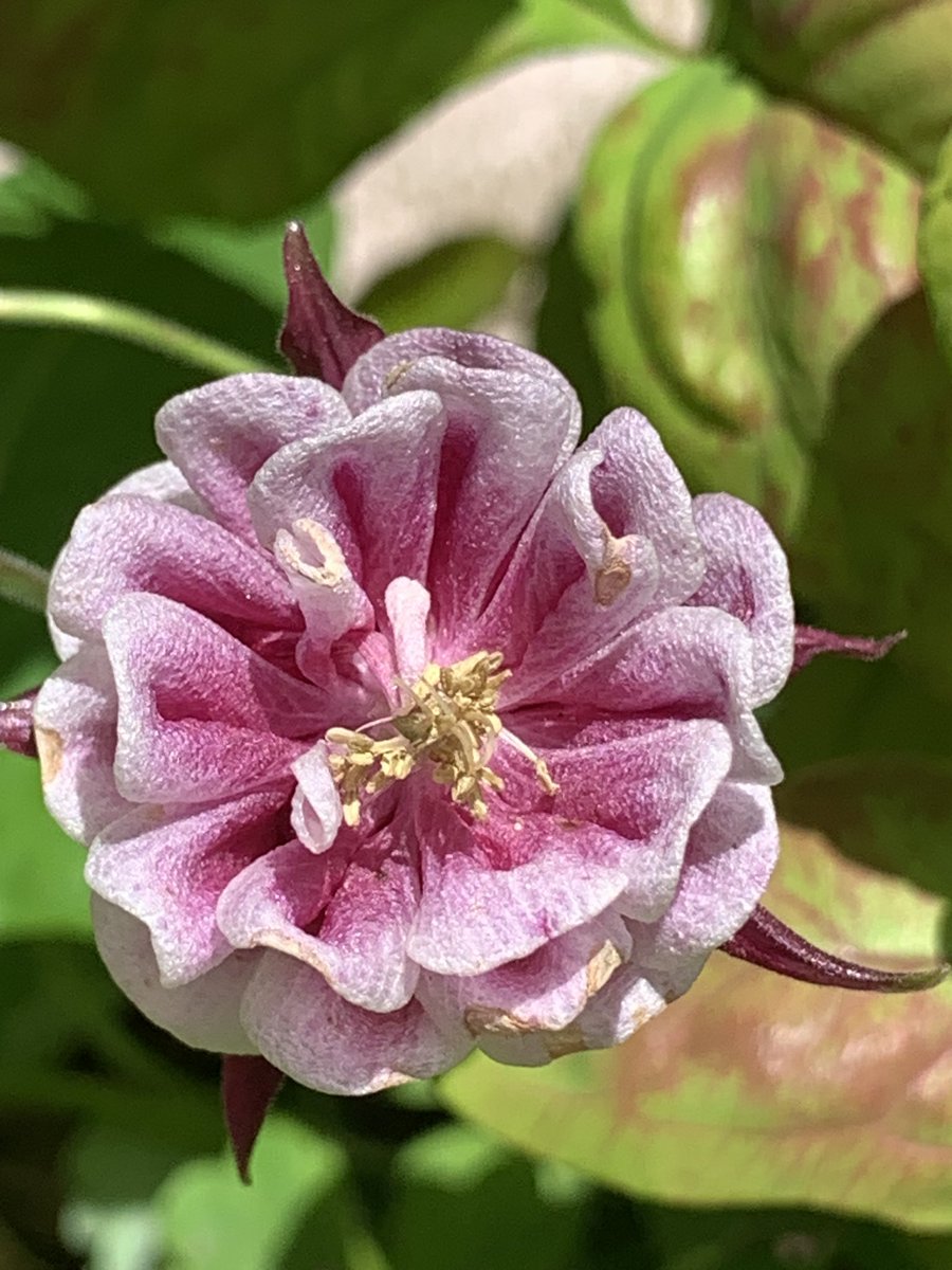 縮緬の生地で作ったつまみ細工のお花みたいな西洋オダマキ（で合ってるかな）

#TLをお花でいっぱいにしよう