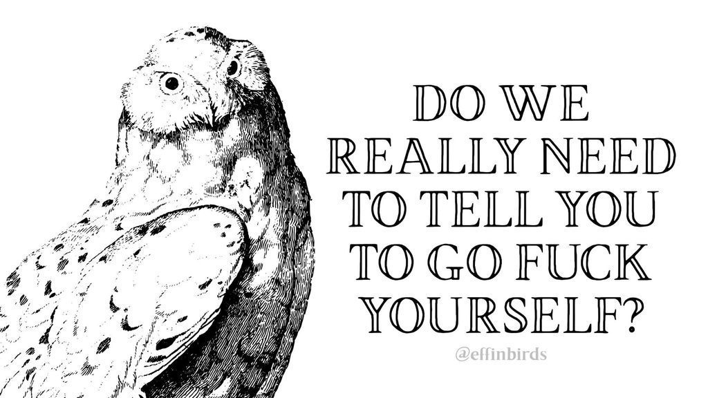 Effin' Birds tweet media