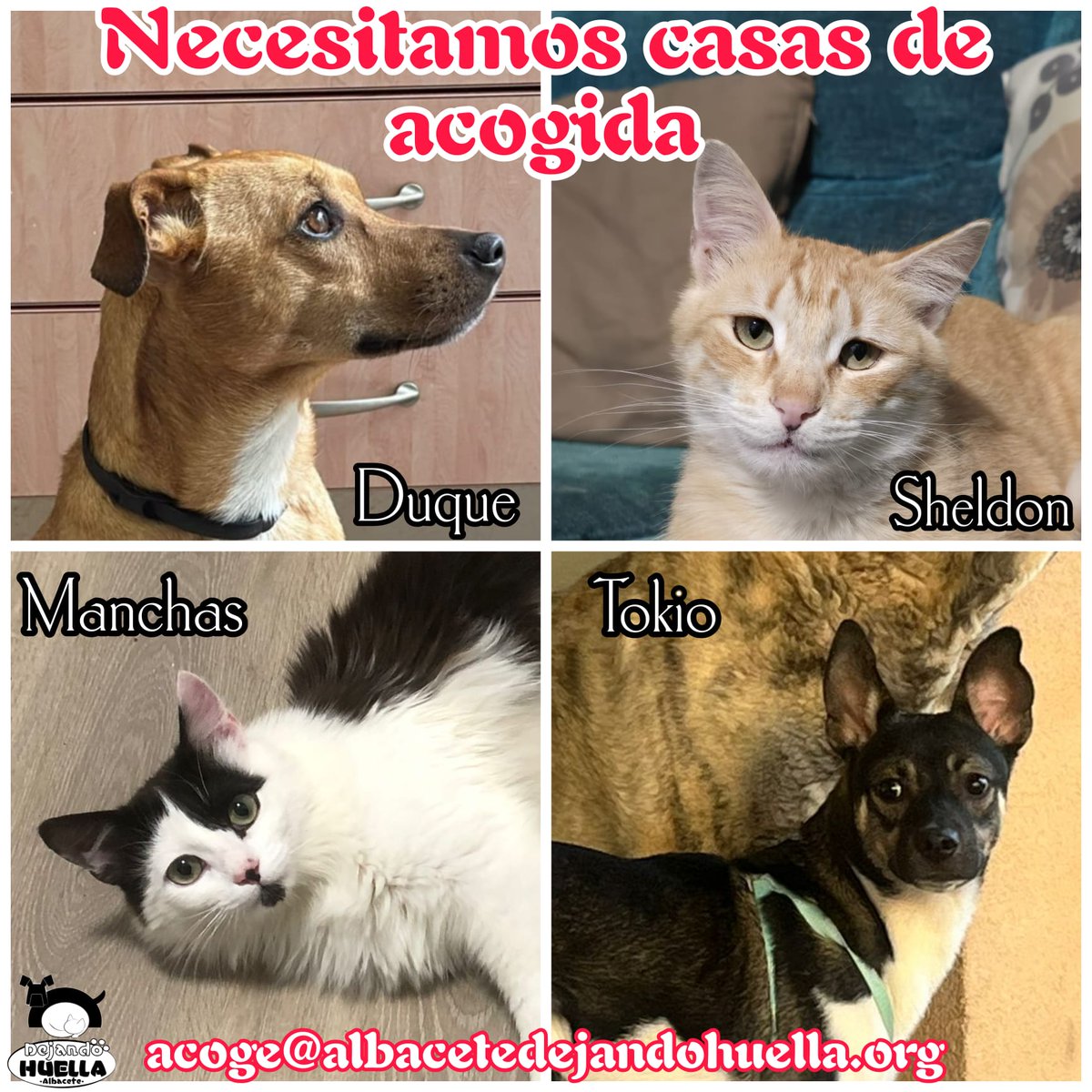 NECESITAMOS ACOGIDA URGENTE PARA DUQUE 🐶, TOKIO 🐶, MANCHAS 🐱 Y SHELDON 🐱 

Si quieres darle una oportunidad a alguno, escríbenos a acoge@albacetedejandohuella.org y el nombre del animal que puedes ayudar.

Muchas gracias 😊