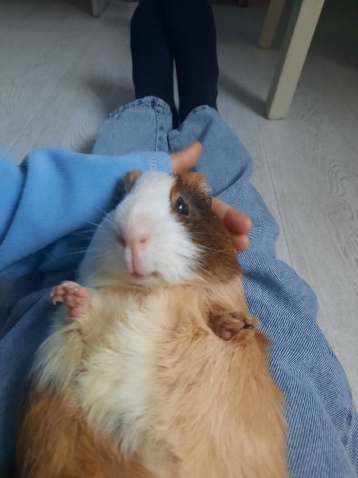 💖 (@twaniimals) on Twitter photo 
