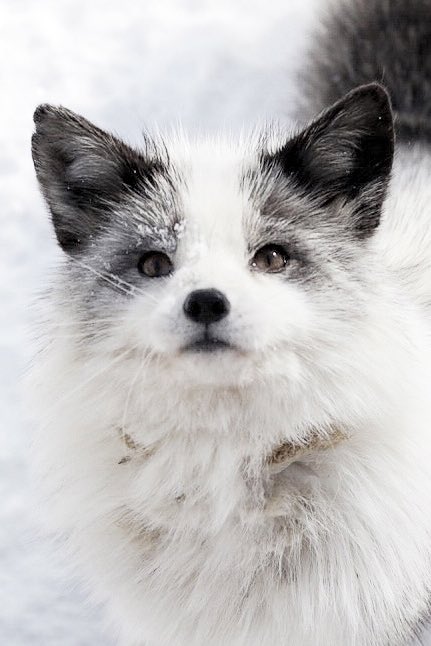 #ギリギリキツネ判定選手権