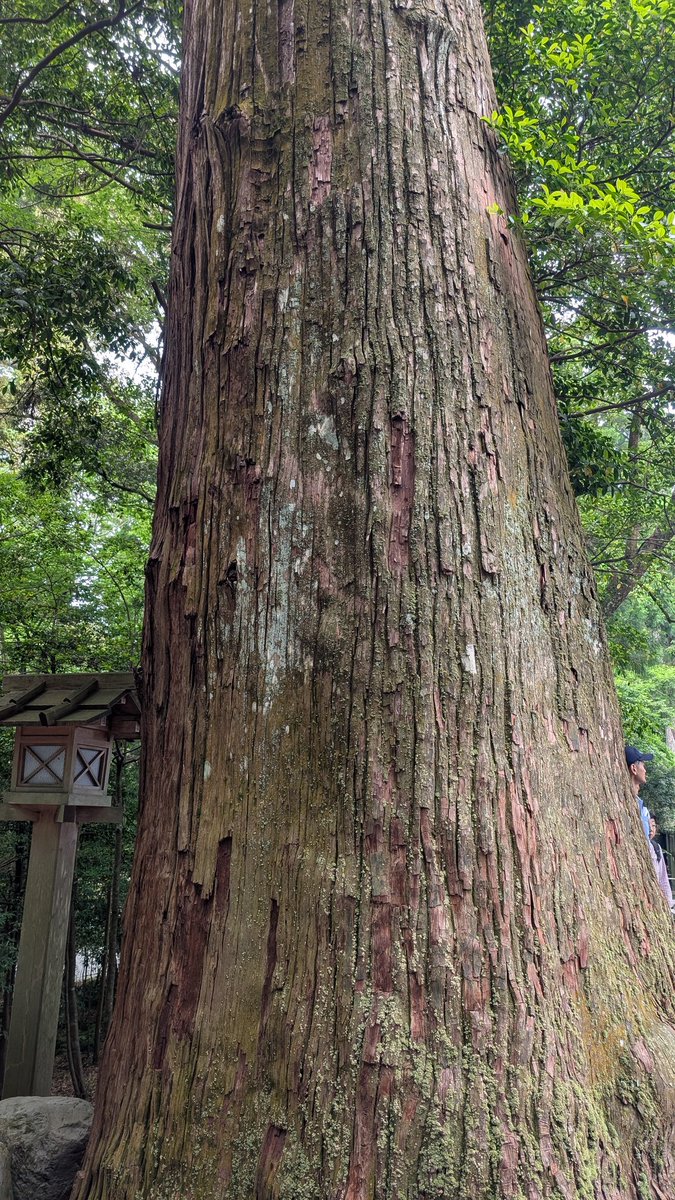 先週寝違えてから１週間、ずっと右肩から首にかけて痛みがあり、首を動かすのが辛く、時おり頭痛もあった。
ふとしたきっかけで伊勢神宮にお参りに行き、本宮近くの巨木に触れた直後、何と痛みが引いていき、その日のうちに治った。
こういう体験が神の存在を信じずにはいられなくする。