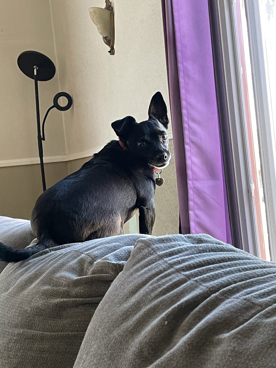 Pupdates - Jasper has been seizure free for a week! Dottie is going in for an echocardiogram on Monday for her heart murmur. Good vibes and prayers always welcome ❤️