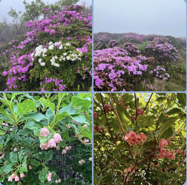 Fuko0610's tweet image. 久々の
おはようございますꕤ︎︎·͜·
先週ᨒ6/2〜6/5
九重連山
法華院温泉♨️
すがもり越え🪨🪨
立中山🌸🌸𓂃𓂂🍃
久住山 沓掛山
湯布院♨️由布岳
行ってきました…ᰅ‹ᰅ‹🥾
楽しいᨒ𖤣𖥧山旅でした
良い1日を…
(ღ*ˇ ˇ*)。o☕𓈒𓏸︎︎︎︎
立中山🌸ミヤマキリシマ花園
サラサドウダン