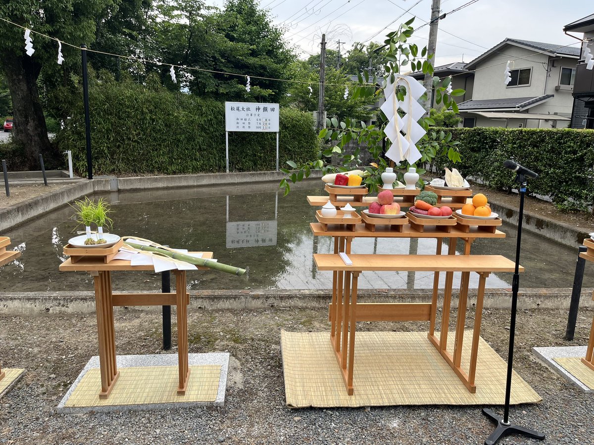 toraktar's tweet photo. 本日、松尾大社神饌田　お田植式 https://t.co/jUjV8ZFkOQ