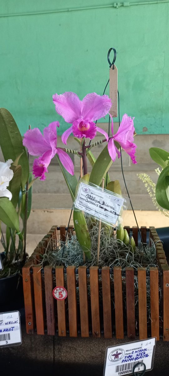 erickalbuqueoff's tweet photo. Plantas minha para Exposição de Vespasiano ( @assovmg ) , Representando AMO ( @orquideas_amo ) . #exposição #vespasiano #assov #AMO #caob 🌸 https://t.co/OySb3c5LKz