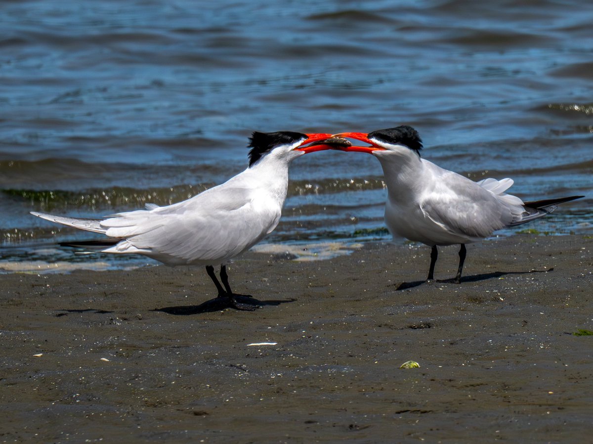 Caspian Tern
Feeding his mate.