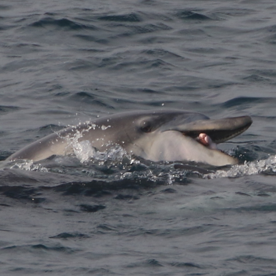 2019년 구강암에 걸린 것처럼 보이는 모습이 처음 관찰된 제주남방큰돌고래 턱이가 죽은채 발견되었습니다. 추후 부검을 통해 정확한 사인을 밝힐 예정입니다. 어떻게 하면 농약 등 유독성 화학물질로 오염되고 있는 제주 연안을 치유할 것인가? 턱이의 죽음이 우리에게 남긴 숙제가 아닐 수 없습니다.