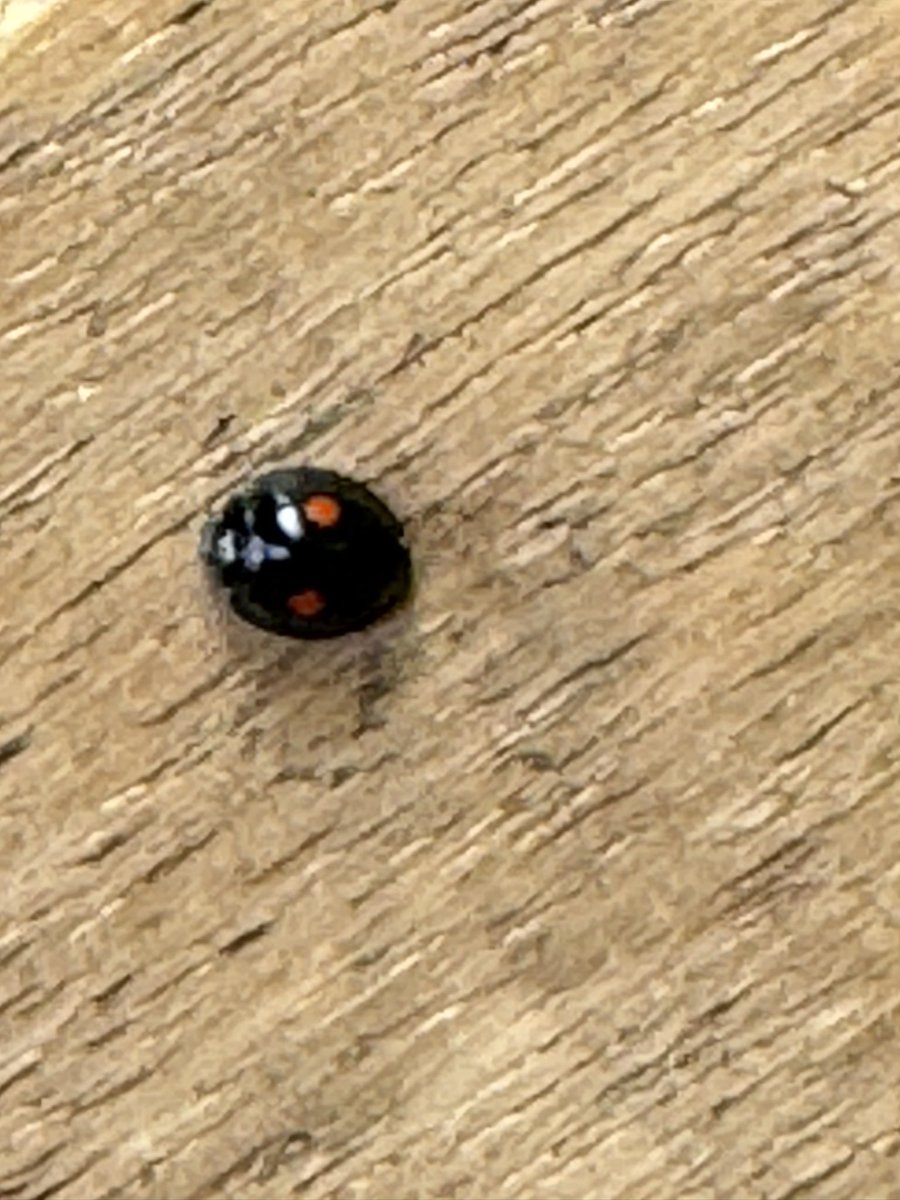 HankVoodoo's tweet photo. Lady Beetle - Chilocorus stigma spotted in downtown Wilmington, North Carolina! #beetle #bug @AlveusSanctuary https://t.co/zpKAf5WhRf
