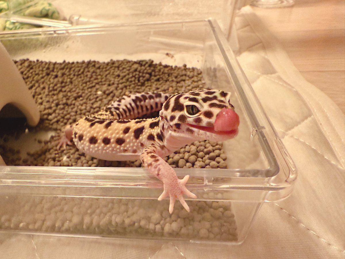 No.282 レオパ ニシアフ ヤモリ トカゲ ヒョウモントカゲモドキ