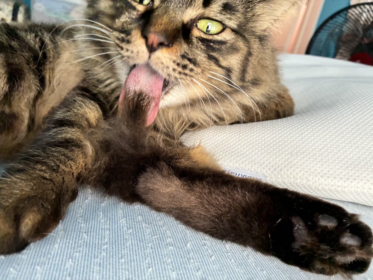 00_nekotokurasu's tweet image. 毛繕いする #キジトラ 

ひゃー💦
一回でこれだけの分量を繕っているので、何回も繕っていれば確かにお腹の溜まるわ。ブラッシングと毛玉を出すように促すご飯は欠かせません😅

＃猫の健康 
＃猫のいる暮らし𓏲𓎨