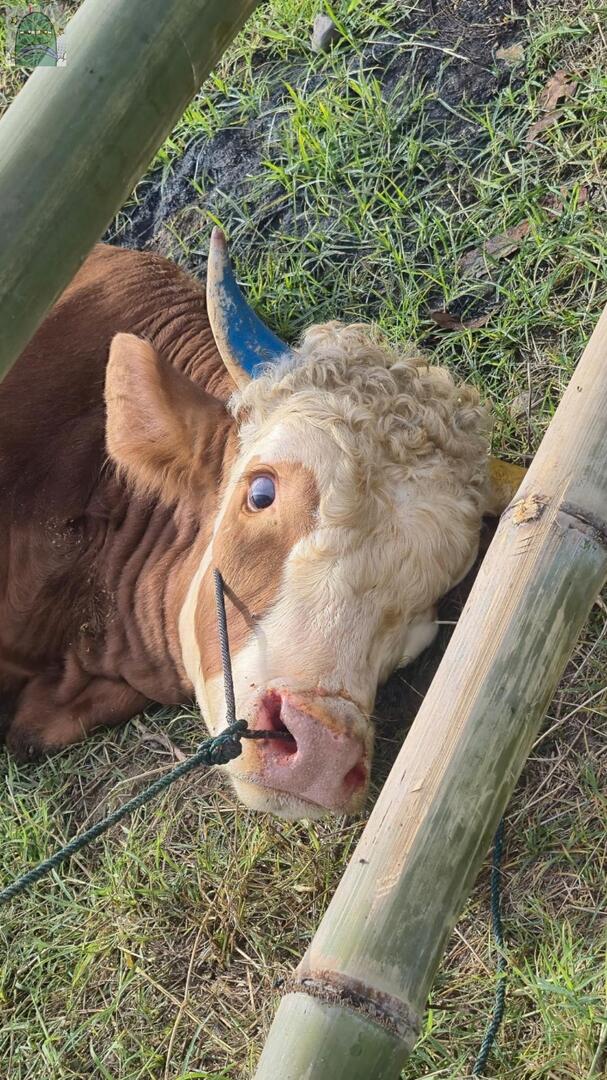 Tanyarlfes tweet media