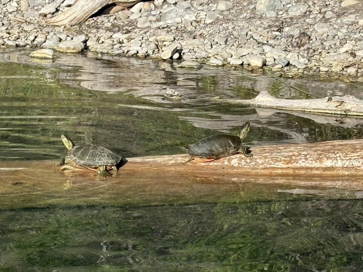 Western Painted Turtles
East Kootenays