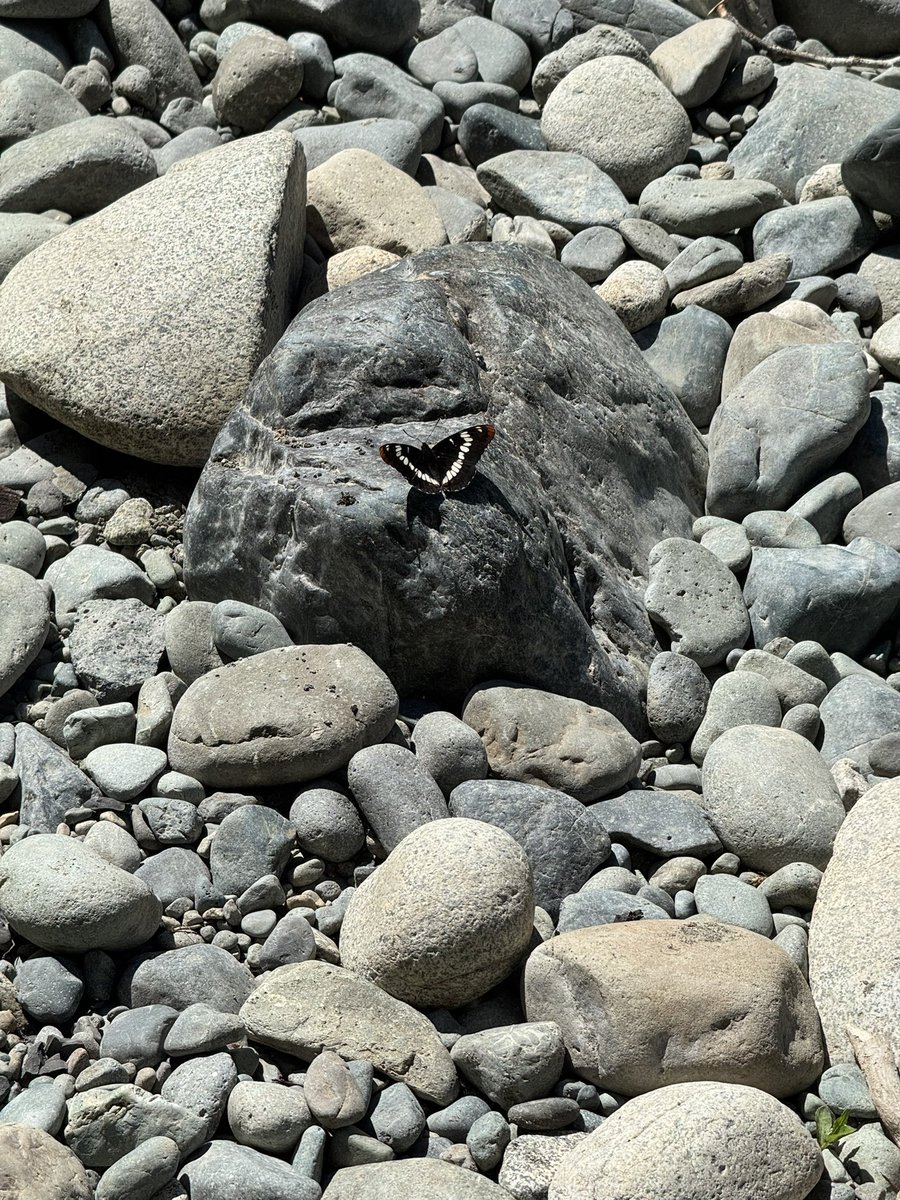 TrailASMR's tweet image. Spotted a little moment of stillness on the river rocks 🦋 Nature always finds a way to surprise you when you slow down and look closer.

#ButterflyMagic #VancouverIsland #NatureLovers #ASMRNature #PeacefulVibes #HiddenBeauty #SecretTrailsASMR #WildernessWonders #HikingViews