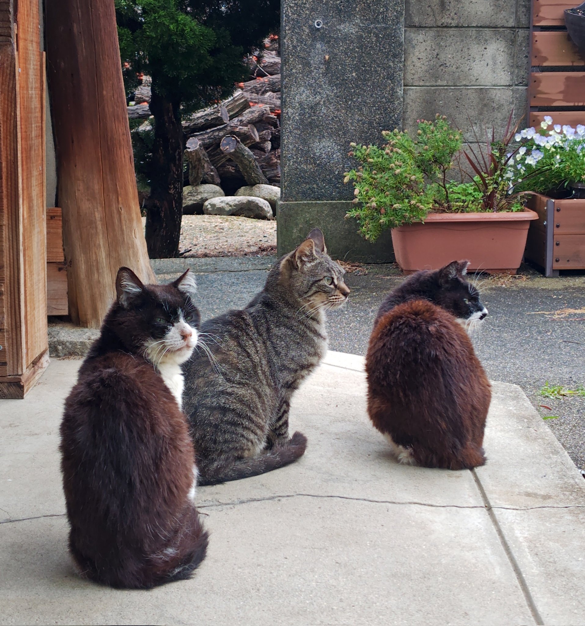 127天然北米産マホガニ-製猫 【公式通販】