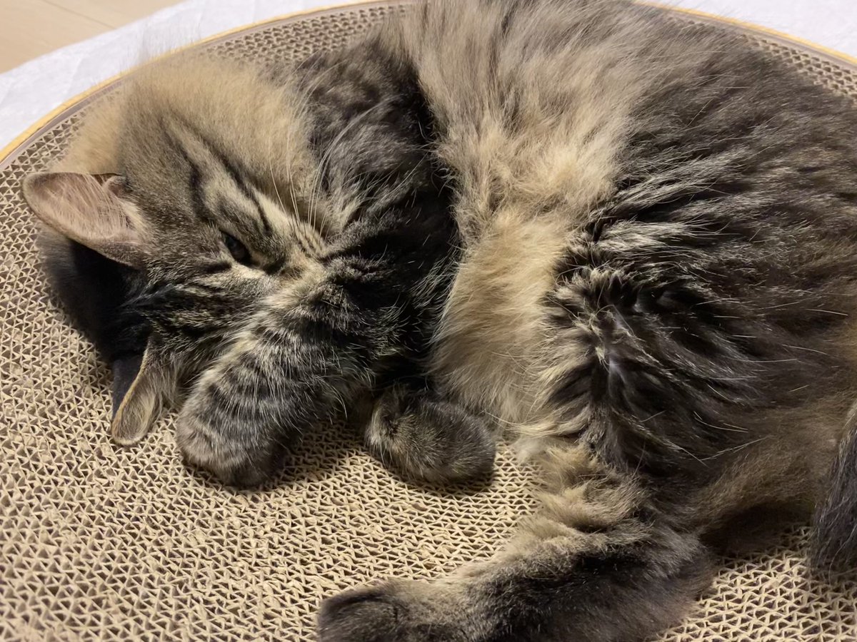 おはにゃんございます🐱🍀