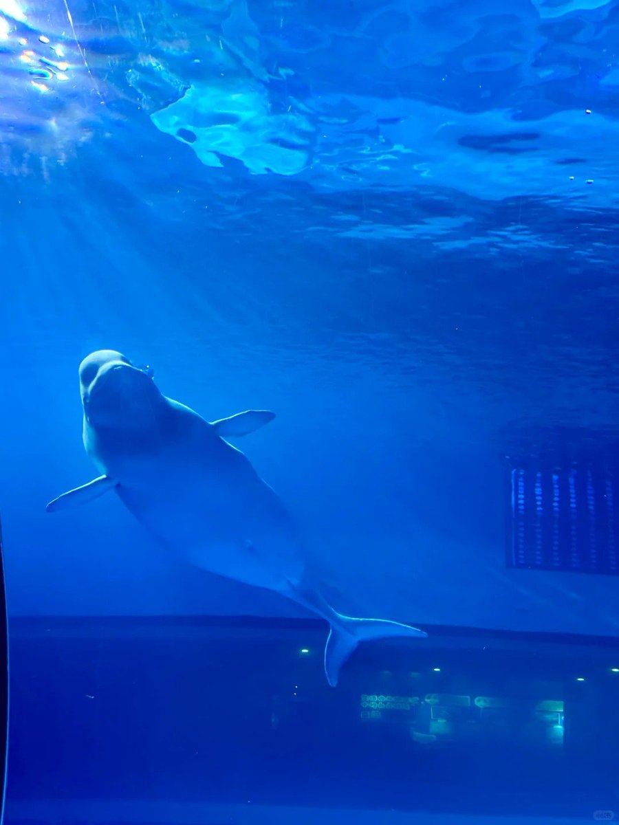 Just keeping it reel in the aquarium world. 🎣 Exploring vibrant colors, fascinating creatures, and peaceful waters, it’s my favorite way to unwind and connect with nature. Dive into tranquility and let the serenity take over.🐋