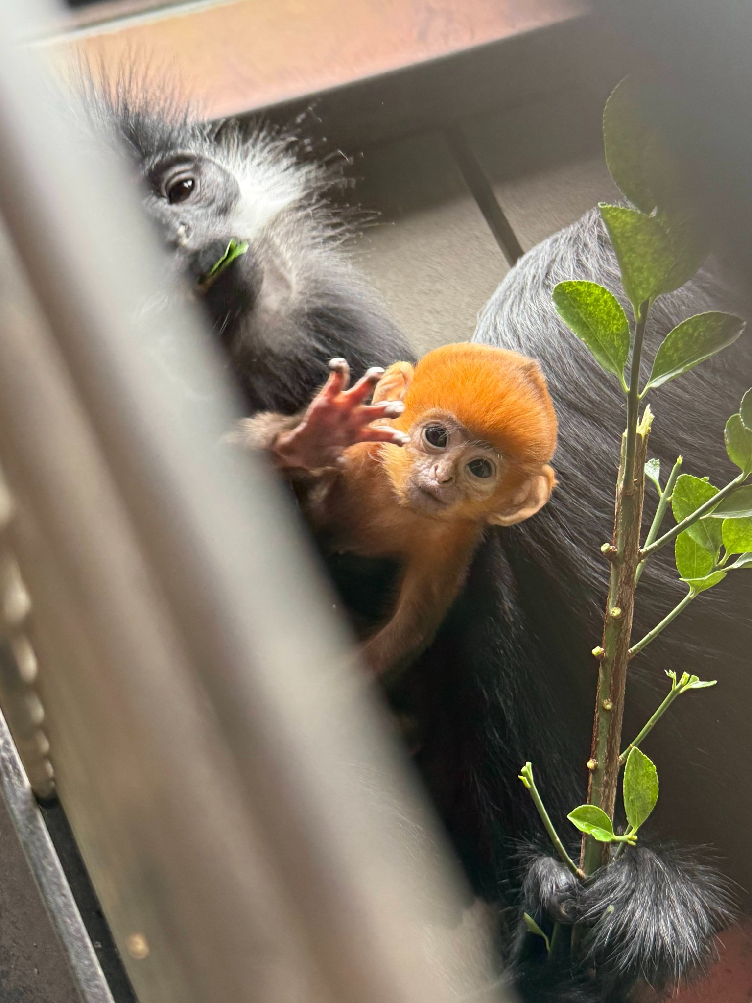 希少 新品タグ付き ズーラシア 動物園 ぬいぐるみ フランソワルトン 希少 新品タグ付き ズーラシア 動物園 ぬいぐるみ フランソワ