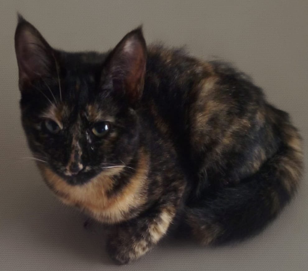 GATITA EN ADOPCIÓN EN BARRACAS
Gatita de 6 meses en adopción responsable. Se entrega castrada. Adopción en CABA. Otras zonas consultar. Solo se da en hogares con protección. Se lleva a domicilio.
Su consulta no molesta. WhatsApp 1163001558⬇️