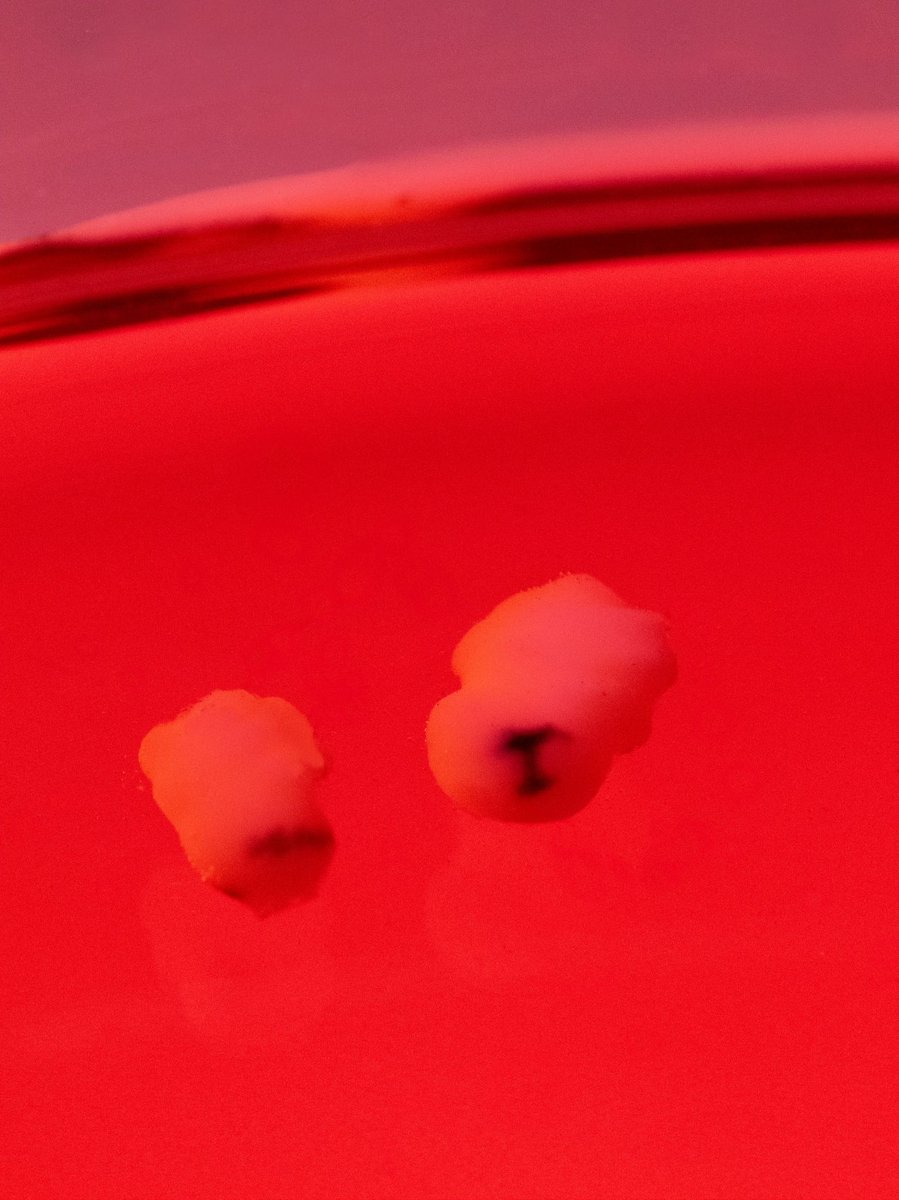 LOM BABY tweet media