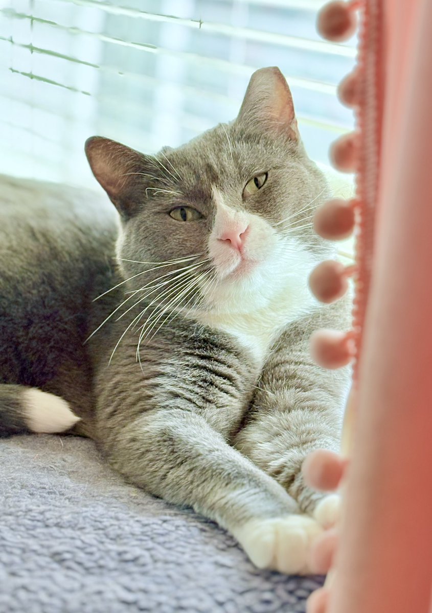 My pretty cat sister, Betsy 🐾