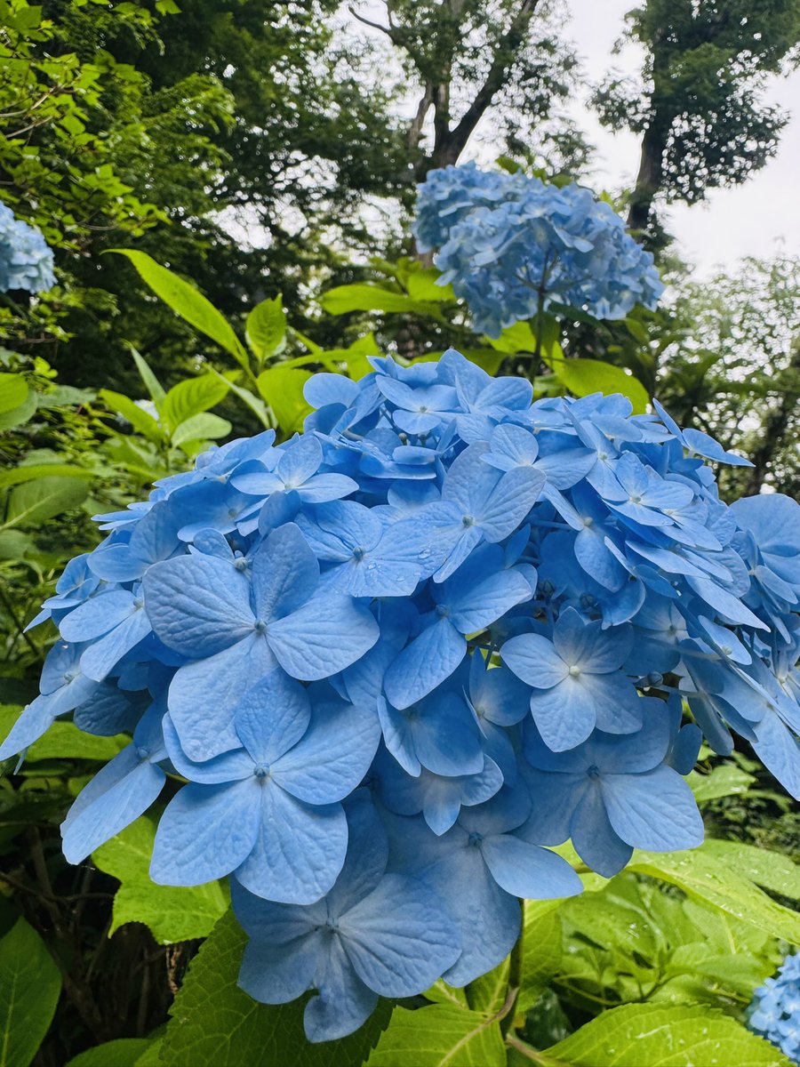 ride_food_love's tweet image. 今朝はパラパラ雨降ってきたから、パーク行くのやめて近所を探検🚴‍♂️

途中観た紫陽花綺麗だった🪻

#MTB
#elvesbike
#NANDOR