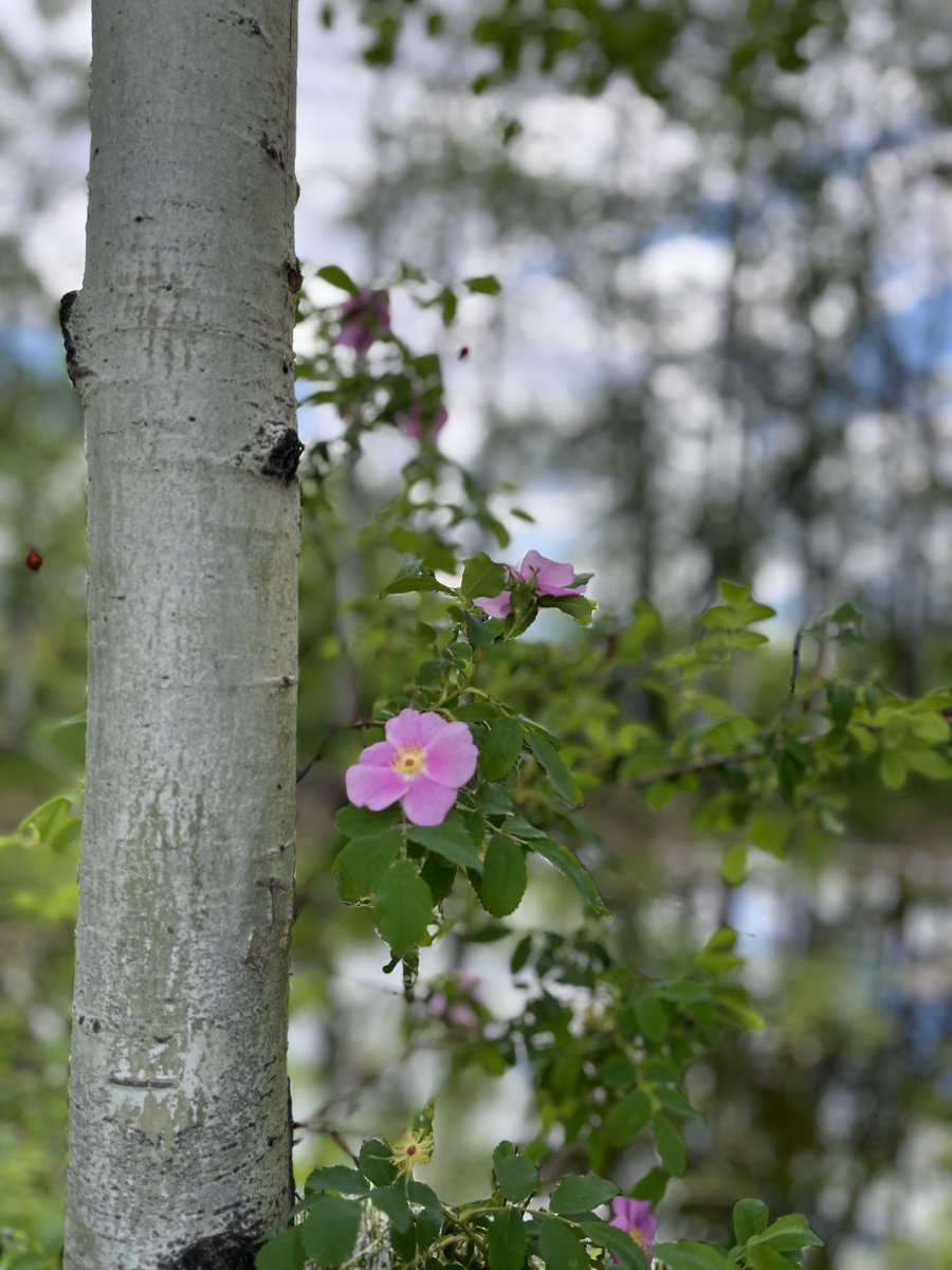 sallymauk's tweet image. Stop and smell the roses.
#reminder