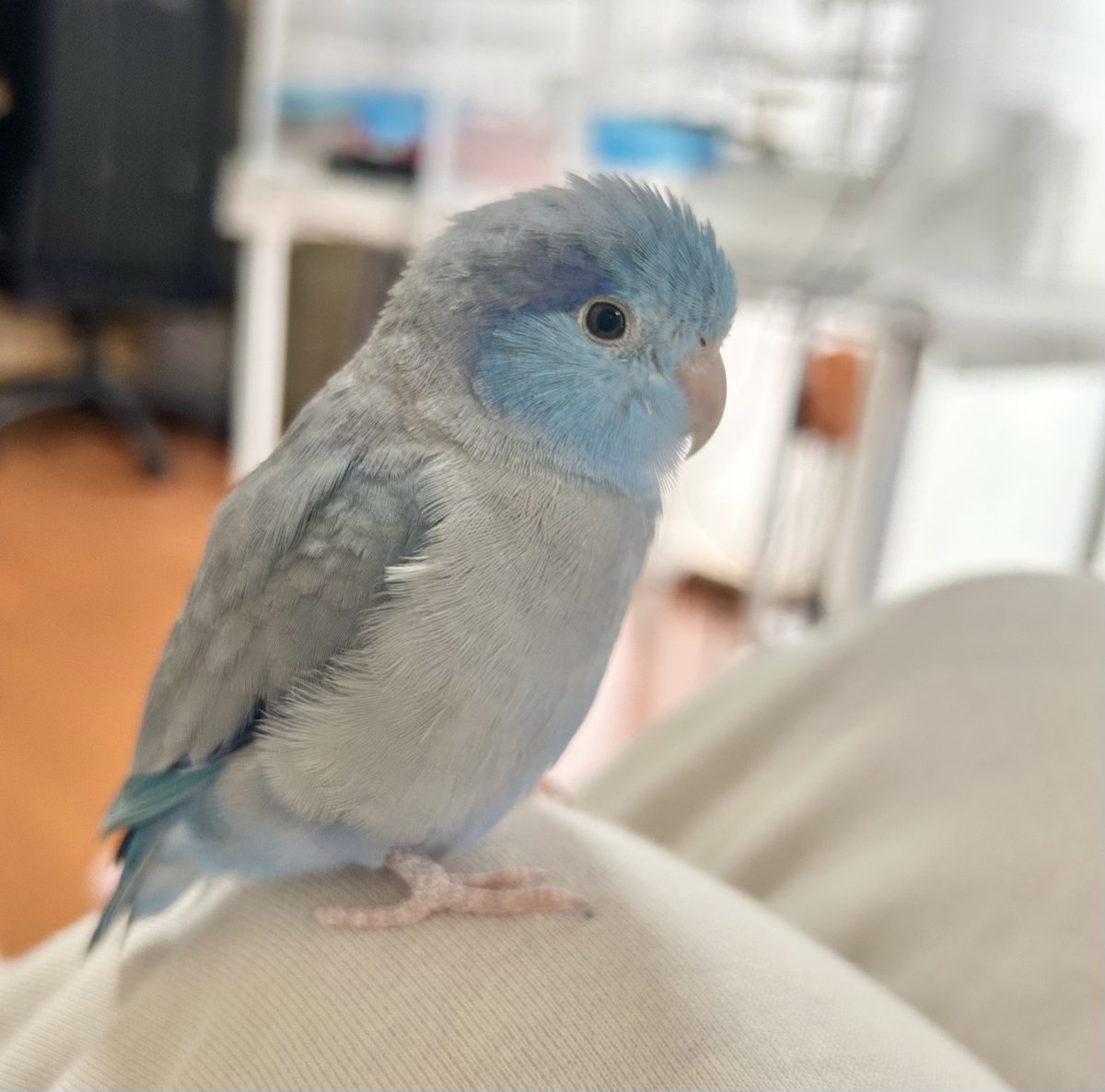 おはよう☁️飼い主が朝パジャマで一緒にゆっくりしていて休みなのを知る鳥