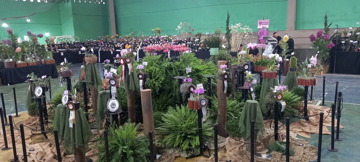 erickalbuqueoff's tweet photo. Podium da Exposição de Vespasiano ( Associação Orquidófila de Vespasiano / ASSOV ) 🏆🌸 #exposição #assov #CAOB #orchids https://t.co/vfoq405sUy