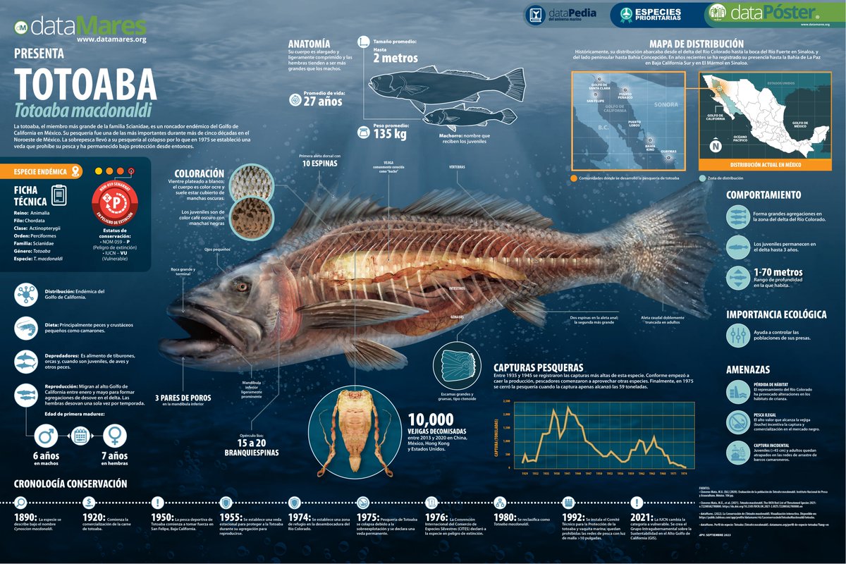 📆Aprovechando el Aniversario de la RB Alto #GolfodeCalifornia, hablemos de la #totoaba.
🐟 Puede alcanzar 2 m de longitud y pesar 135 kg.
🚫 En 1975 se estableció una veda prohibiendo su pesca.
🔗datamares.org/preview/dp_tot…

#dataPoster #especieprioritaria #conservación