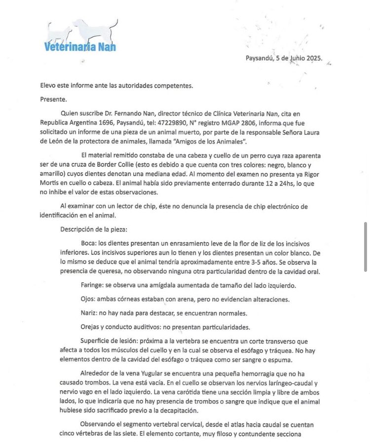 ❌ LE CORTARON LA CABEZA A LA PERRA Y SE LA DEJARON COLGADA EN EL PORTÓN ❌ 
#paysandu