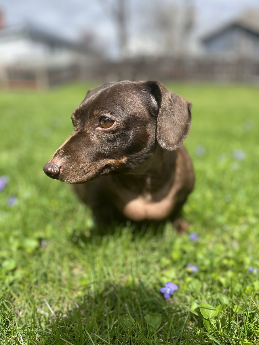 Brownie the Dachshund 🌈 (@browniethedach1) on Twitter photo 