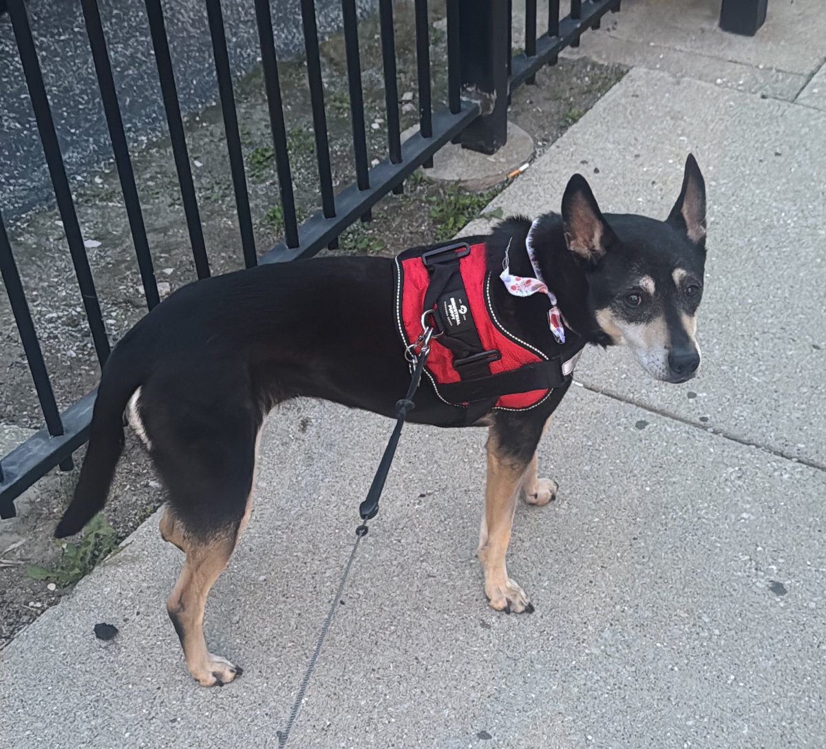 jcname's tweet photo. So it’s not only *that* darned hotel, right? I don’t understand why isn’t the entirety of the river walk and river front a unified, welcoming promenade for everyone, including well-behaved owners with responsible pups… or the other way around 😉 #Chicago https://t.co/5uffwT1SI7