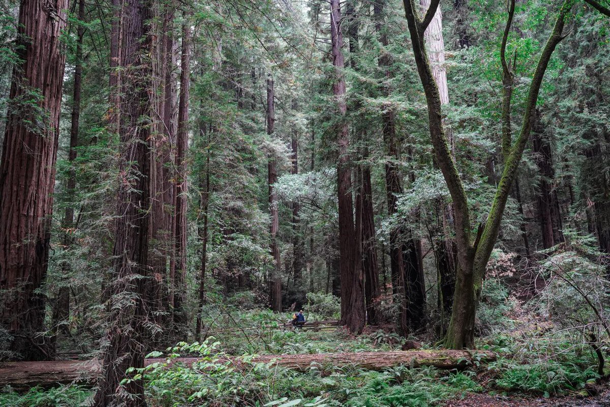 Mia56ML's tweet image. Hiked in Muir Woods today and was blown away by the ancient redwoods 🌲
Walking around in nature quiets the mind
🍃
#muir woods #hiking #nature healing #redwoods #forest bathing