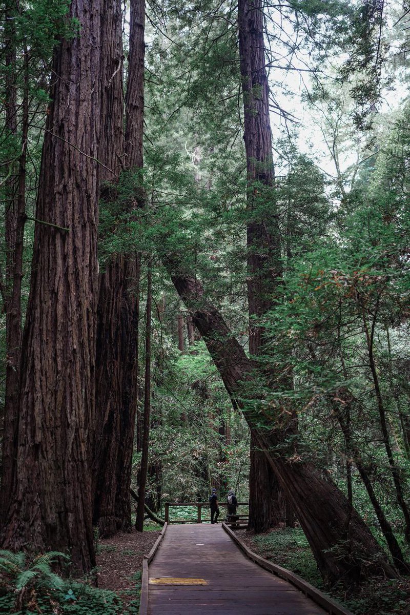 Mia56ML's tweet image. Hiked in Muir Woods today and was blown away by the ancient redwoods 🌲
Walking around in nature quiets the mind
🍃
#muir woods #hiking #nature healing #redwoods #forest bathing