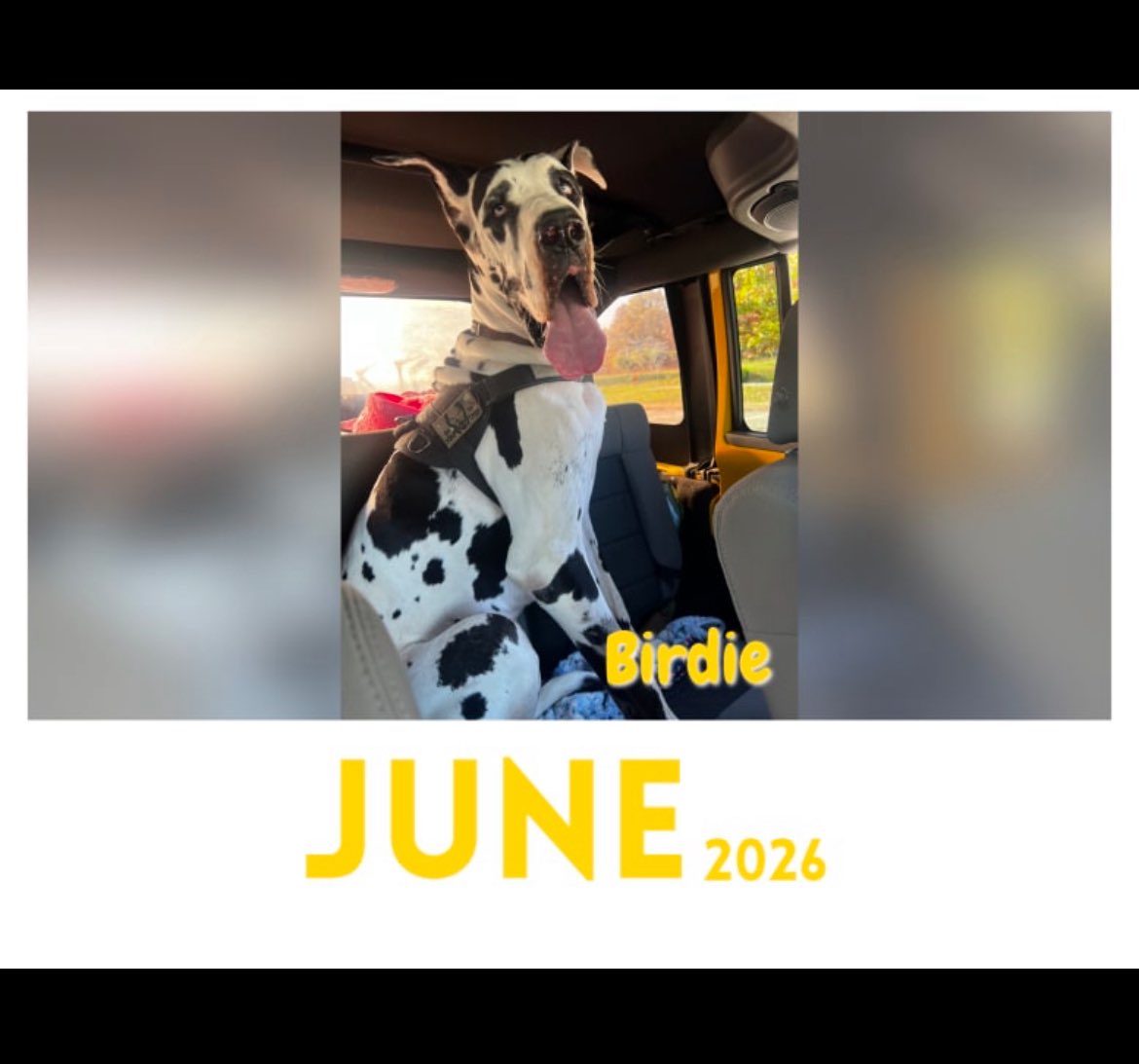 Birdie Dog is being featured on the Paw Print 2025-2026 calendar!!!🐽🐽❤️❤️🐶🐶 thepawprint.store/products/july-…