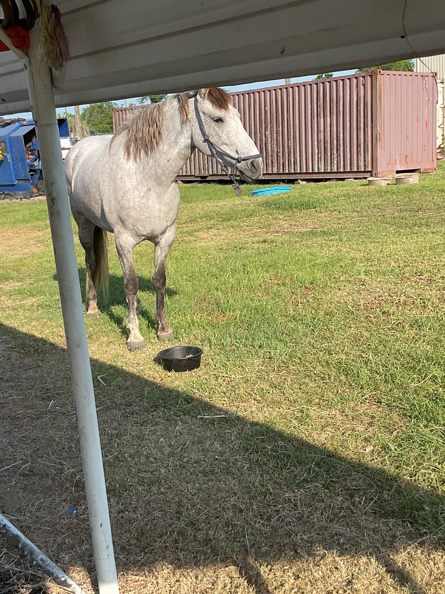 TX45_47's tweet photo. Just got approved and activated on cashapp! Thank Y’all for your Donations to help me help Archer and Jules rescues from the slaughter pipeline after being tagged “Direct Ship” I caught up with them in Oklahoma after they had been traveling from Wheatland, Wyoming! https://t.co/olJiJHdIrT